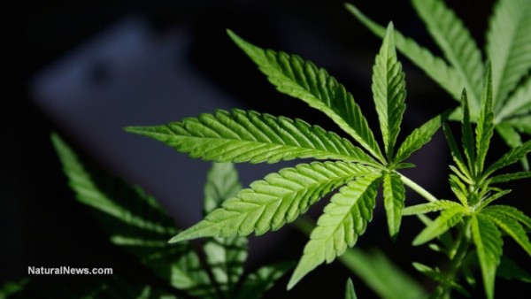 Marijuana-Pot-Plant-Leaf
