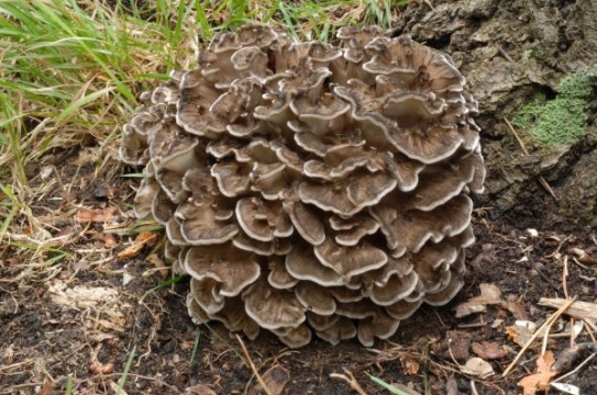 Hen-of-the-wood mushrooms