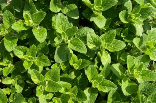 Oregano